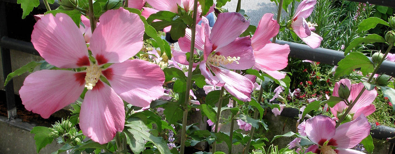 Fleurs en pots pour balcon et terrasse, My Little Jardin My Little Jardin حديقة