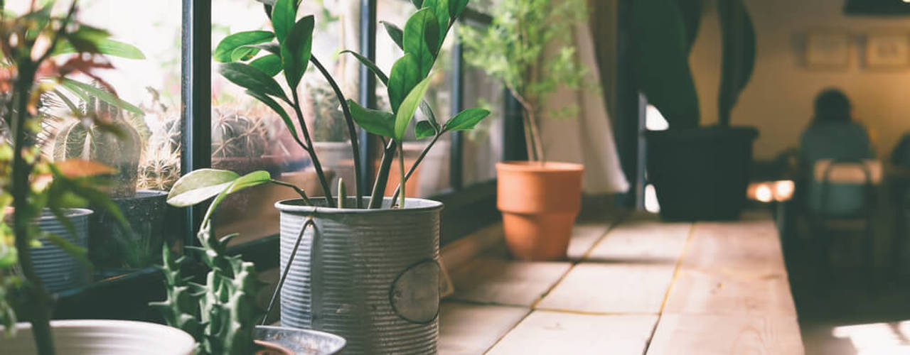 Kakteen – stachelige Deko für Ihr Wohnzimmer, Agentur belmedia GmbH Agentur belmedia GmbH Interior garden