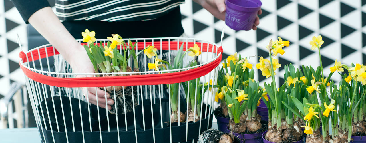 Die Narzisse – Zimmerpflanze des Monats Februar 2016, Pflanzenfreude.de Pflanzenfreude.de Interior garden