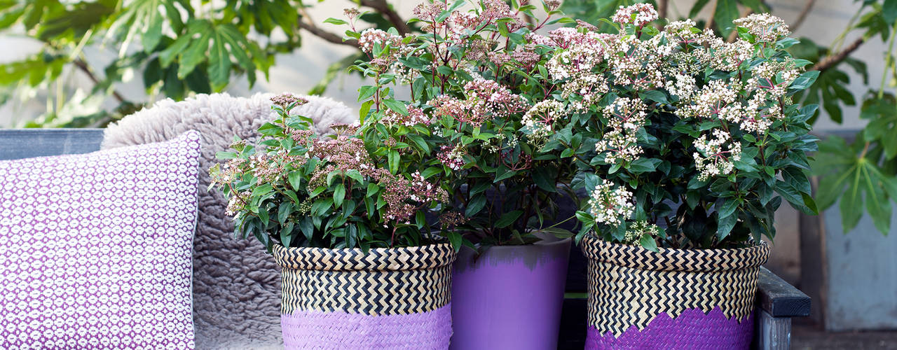 WINTERGARTEN, Pflanzenfreude.de Pflanzenfreude.de Klasik Bahçe