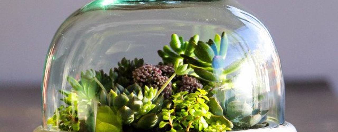 Terrariums, Marga Marga Сад