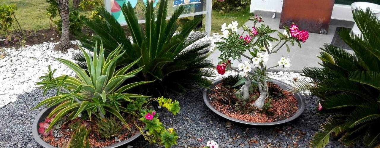 homify Jardines tropicales