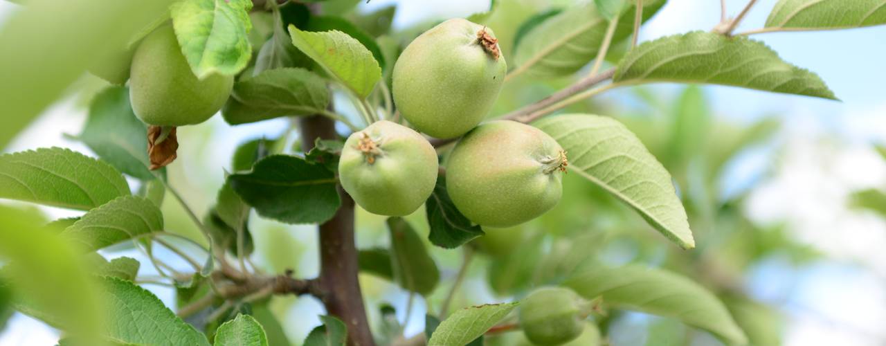 KARAASLAN HADİMİ PARKI, ÇİFTSAN BOTANİK VE AYDINLATMA ÇİFTSAN BOTANİK VE AYDINLATMA Сад