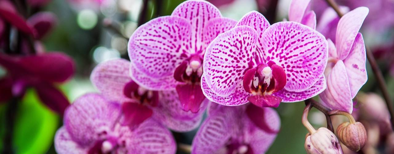 Curare Le Orchidee Trucchi E Consigli