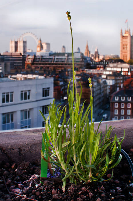 A Stunning Penthouse Terrace Project in London, Urban Roof Gardens Urban Roof Gardens Тераса