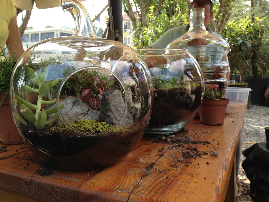 Terrariums, Ece Botanik Ece Botanik