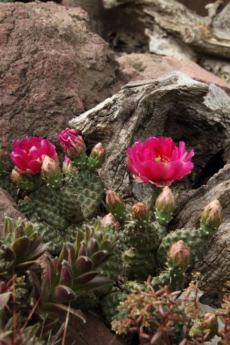 Opuntia fragilis homify Rustikaler Garten