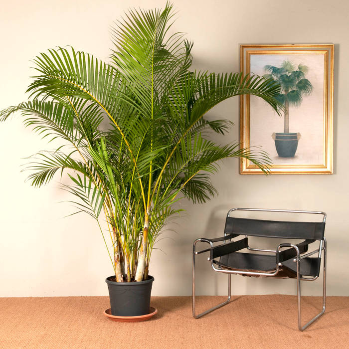Butterfly Palm Tree (Dypsis lutescens) homify Jardines tropicales Plantas y flores