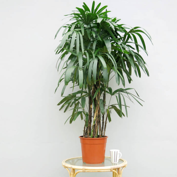 Lady Palm (Rhapis excelsa) homify Tropical style garden Plants & flowers