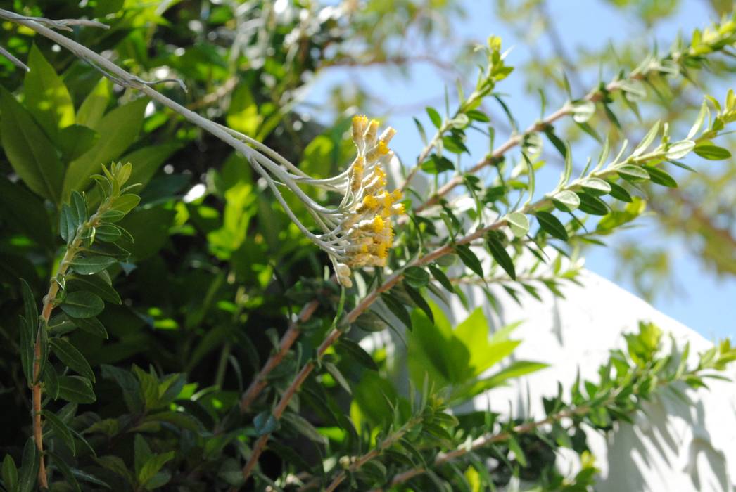 Calipso - Καλυψώ, Cecchetti Denarié Stefàno Cecchetti Denarié Stefàno Giardino in stile mediterraneo