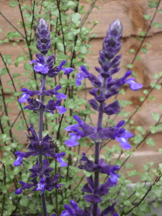 Salvia and Pittosporum Fenton Roberts Garden Design Modern garden