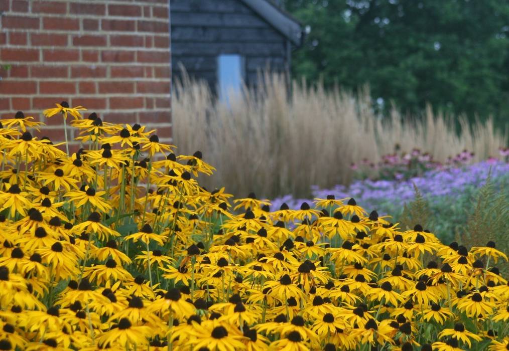 Rae Wilkinson's bold planting style frames the buildings Rae Wilkinson Design Ltd สวน