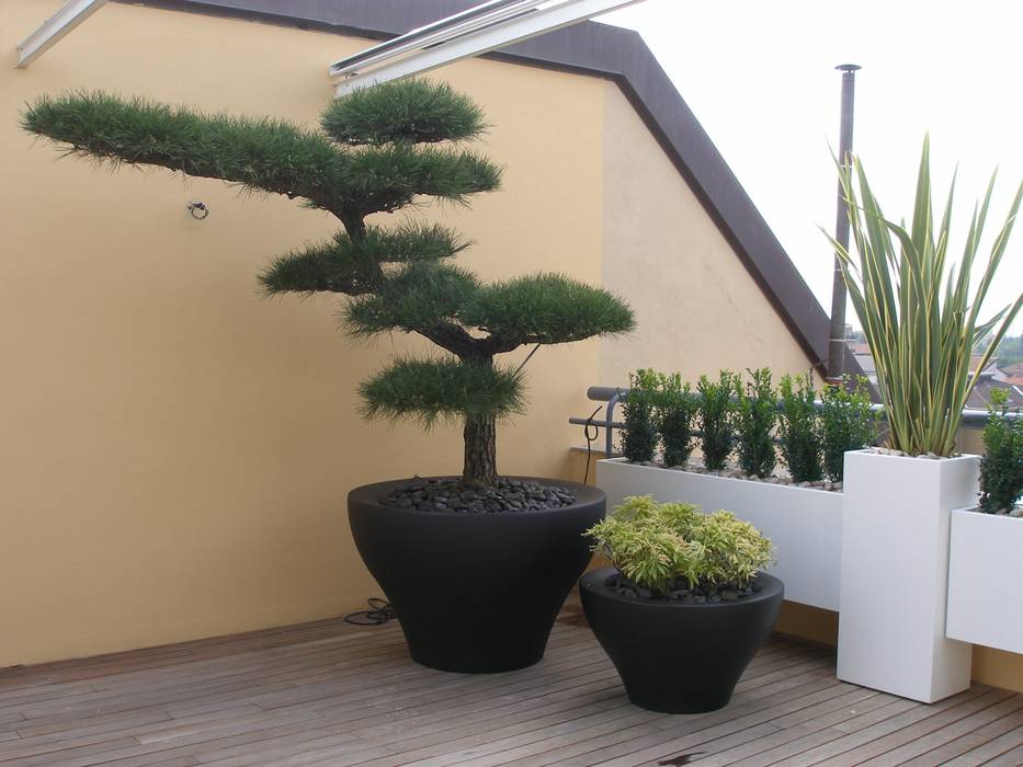 Piante come sculture (foto 1) Midori srl Balcone, Veranda & Terrazza in stile moderno