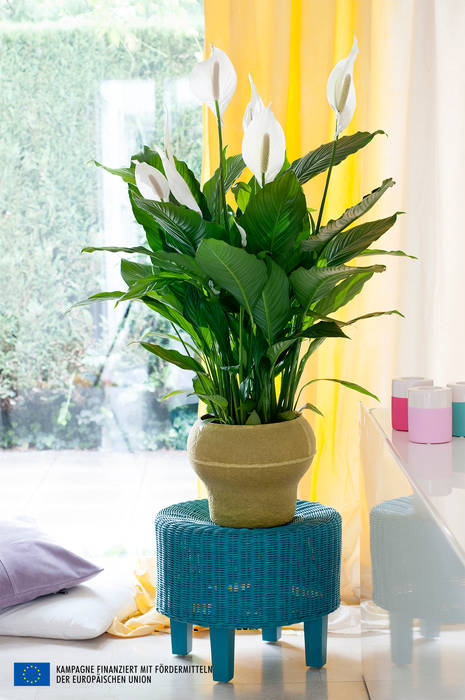 de Pflanzenfreude.de Ecléctico