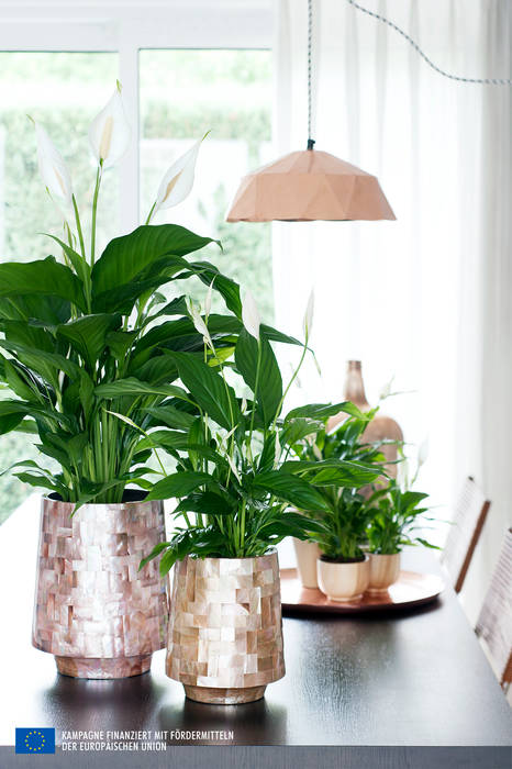 de Pflanzenfreude.de Moderno