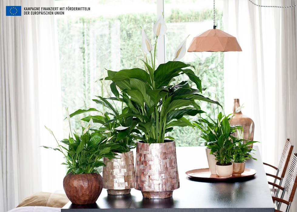 Der Einblatt – Zimmerpflanze des Monats Juni, Pflanzenfreude.de Pflanzenfreude.de Interior garden Interior landscaping
