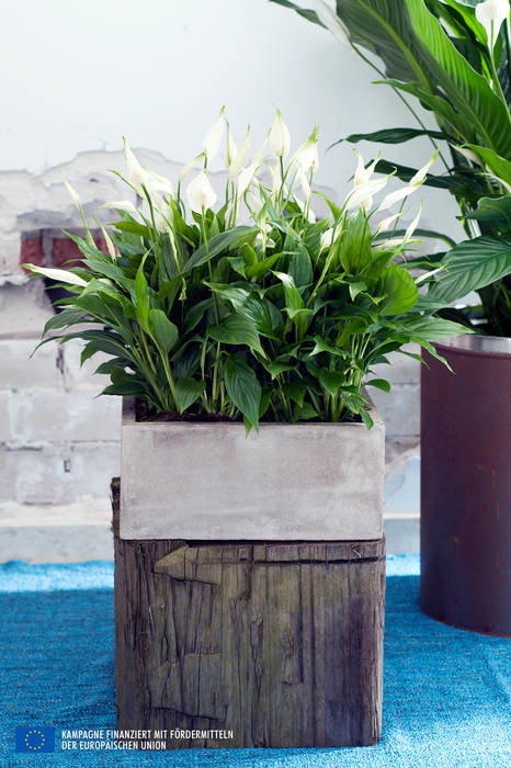 de Pflanzenfreude.de Rural