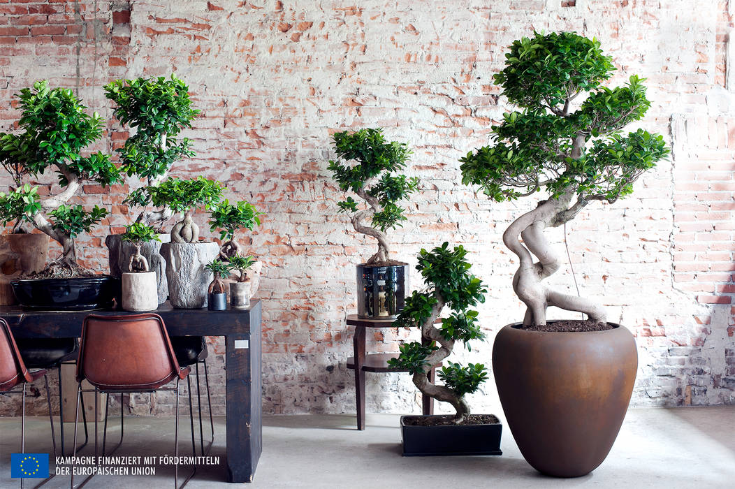 Der Ficus Ginseng – Zimmerpflanze des Monats Juli, Pflanzenfreude.de Pflanzenfreude.de Jardín interior Paisajismo de interiores