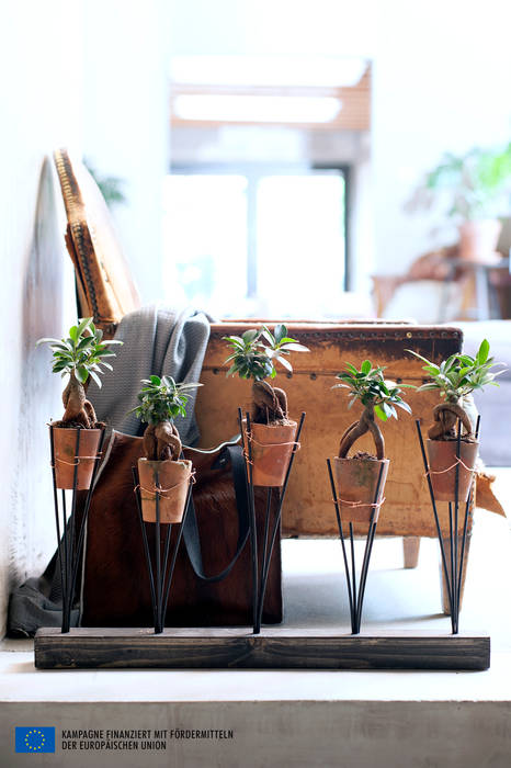 Der Ficus Ginseng – Zimmerpflanze des Monats Juli, Pflanzenfreude.de Pflanzenfreude.de Interior garden Interior landscaping