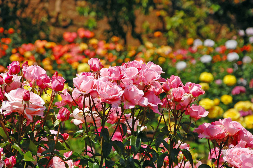 Sommergarten, Pflanzenfreude.de Pflanzenfreude.de Classic style garden Plants & flowers