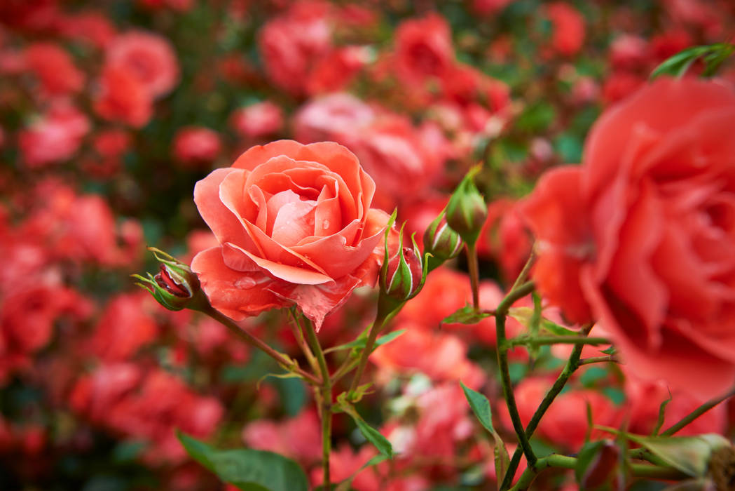 Sommergarten, Pflanzenfreude.de Pflanzenfreude.de Jardines de estilo clásico Plantas y flores