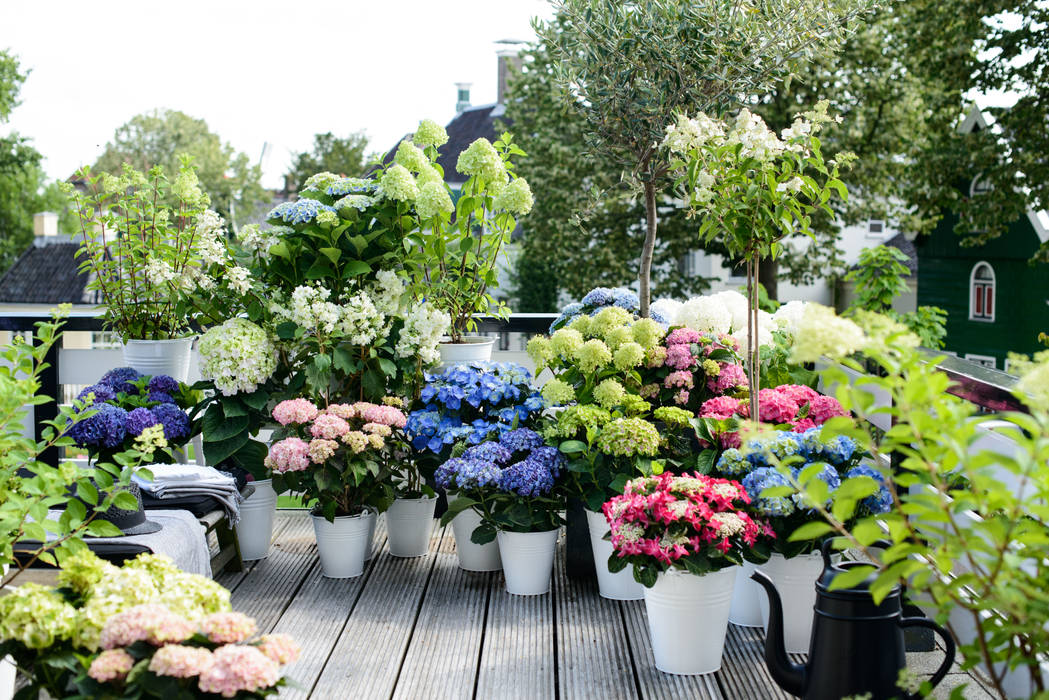 Sommergarten, Pflanzenfreude.de Pflanzenfreude.de Garten im Landhausstil Pflanzen und Blumen