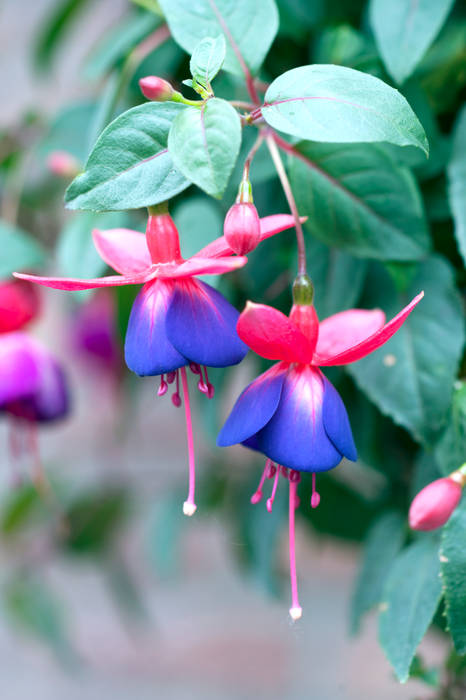 Sommergarten, Pflanzenfreude.de Pflanzenfreude.de クラシカルな 庭 植木＆花