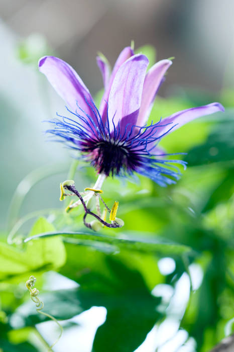 Sommergarten, Pflanzenfreude.de Pflanzenfreude.de Jardines de estilo clásico Plantas y flores