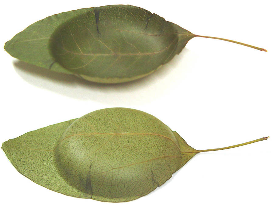 Leaf Plate, Takeshi Ishiguro Creative Lab Takeshi Ishiguro Creative Lab 廚房 餐具、陶器與玻璃製品