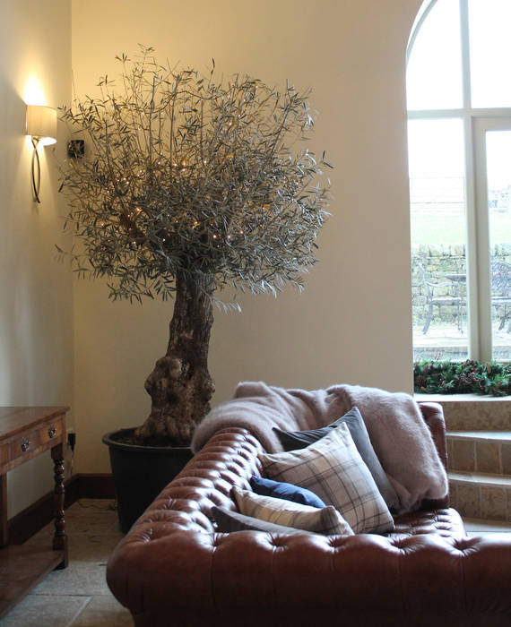 The Indoor Olive Tree Vanessa Rhodes Interiors Eclectic style living room