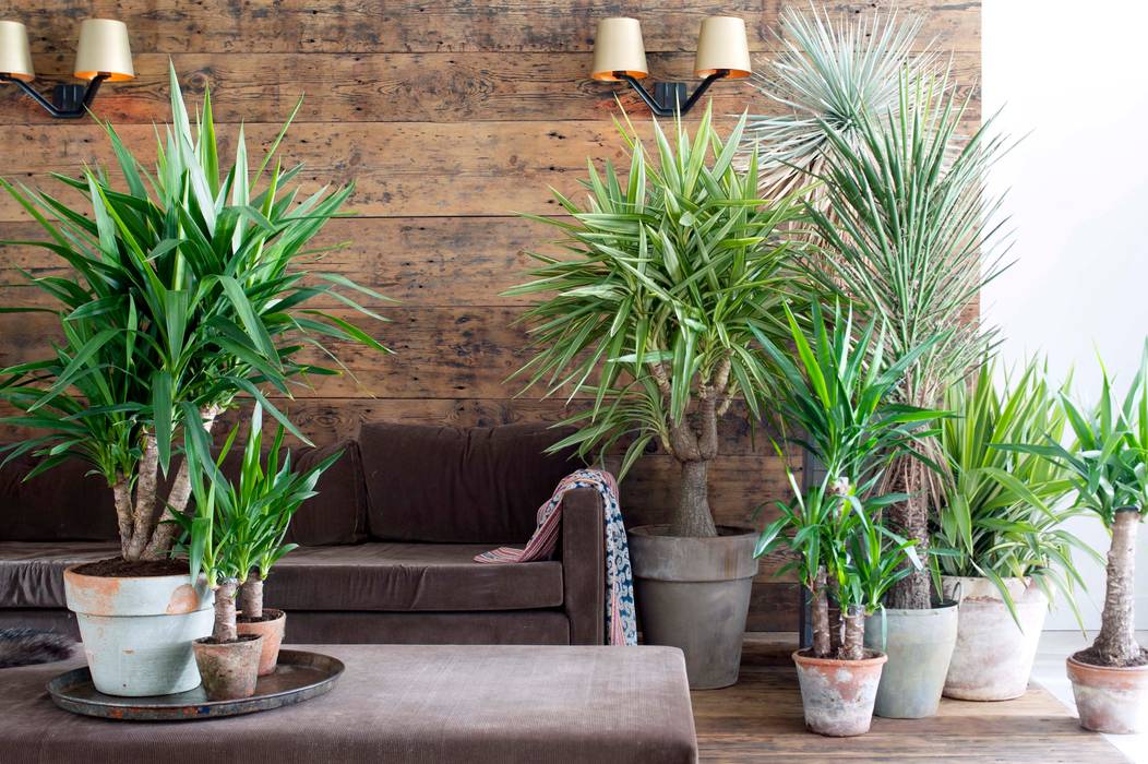 Die Yucca - Zimmerpflanze des Monats Januar, Pflanzenfreude.de Pflanzenfreude.de Living roomAccessories & decoration
