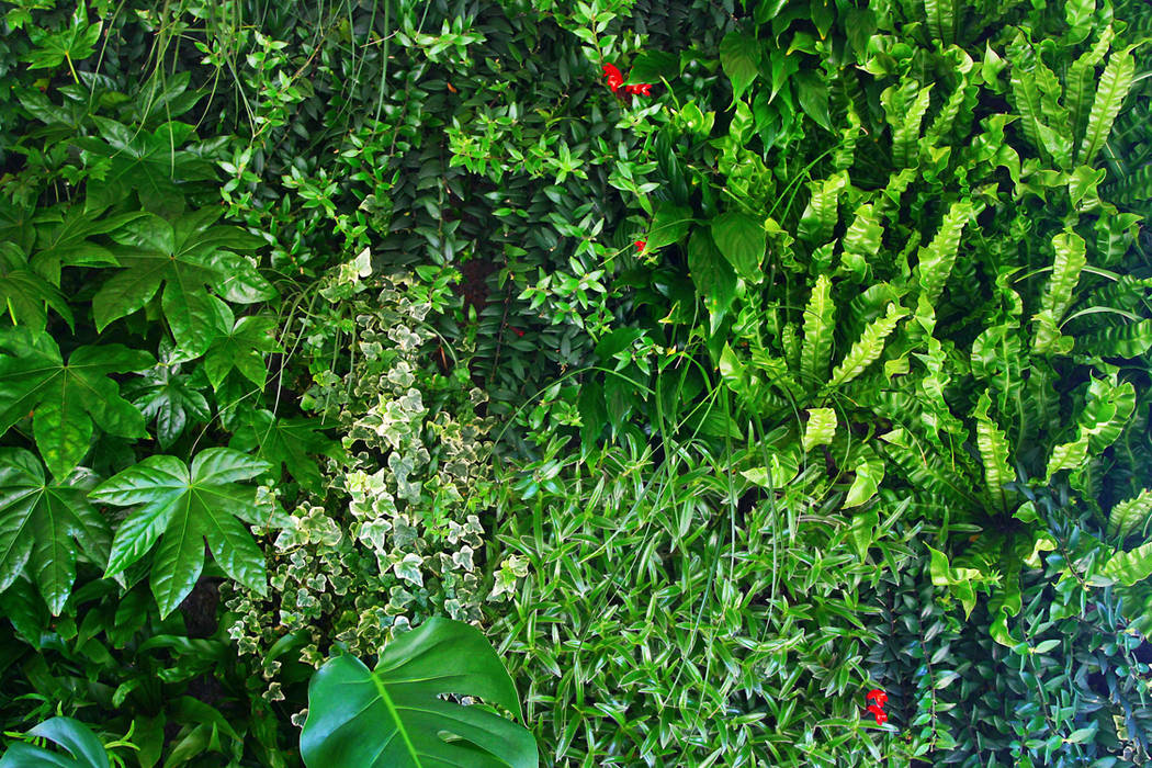Пышное вертикальное озеленение в частном доме RaStenia Внутренний сад Озеленение