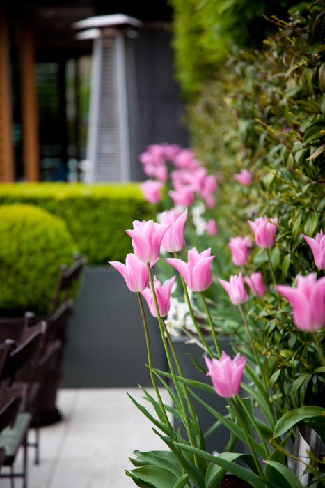Pink tulips Cameron Landscapes and Gardens Classic style gardens