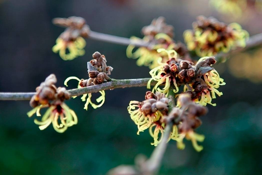 winter-spring flowering Hamamelis in nature rich garden The Netherlands-Voorjaarsbloeiende Hamamalis in natuurrijke tuin Nederland. FLORERA , design and realisation gardens and other outdoor spaces. Jardin rural