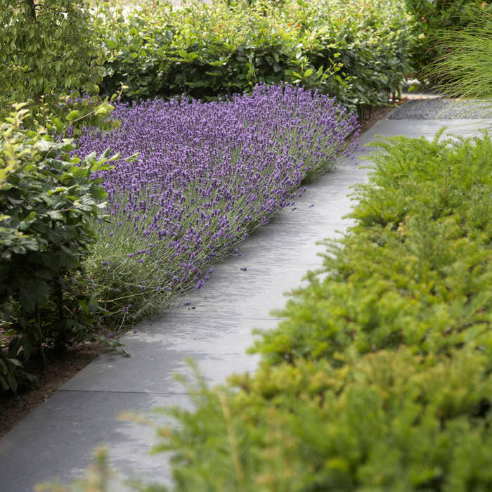 Luxe van een zwembad en tuindouche , Hendriks Hoveniers Hendriks Hoveniers Jardins modernos