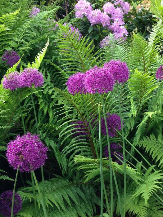 Pom pom homify Garten im Landhausstil