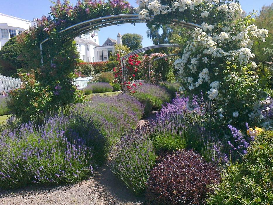 Lavender and roses Roger Webster Garden Design Modern Garden