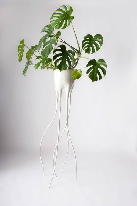 Monstera Magnifica Tim van de Weerd インテリアガーデン インテリアランドスケープ