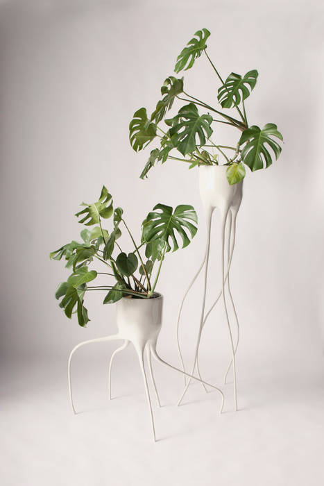 Monstera Magnifica & Monstera Fugiens Tim van de Weerd 다른 방 기타 미술품