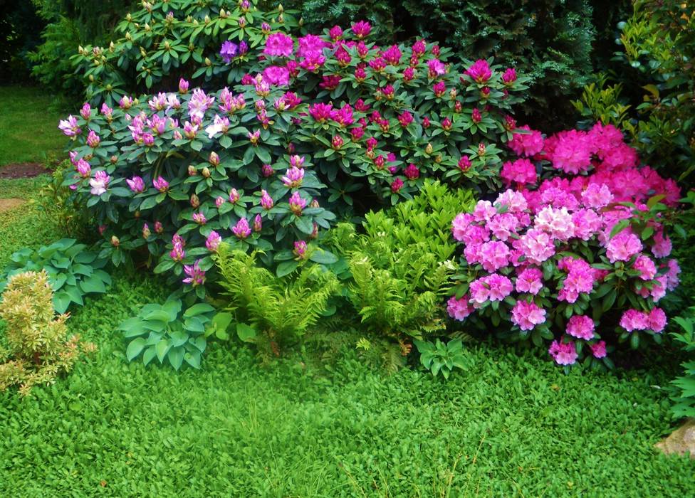Pflanzung, rhododendron, bodendecker „cotula“ homify