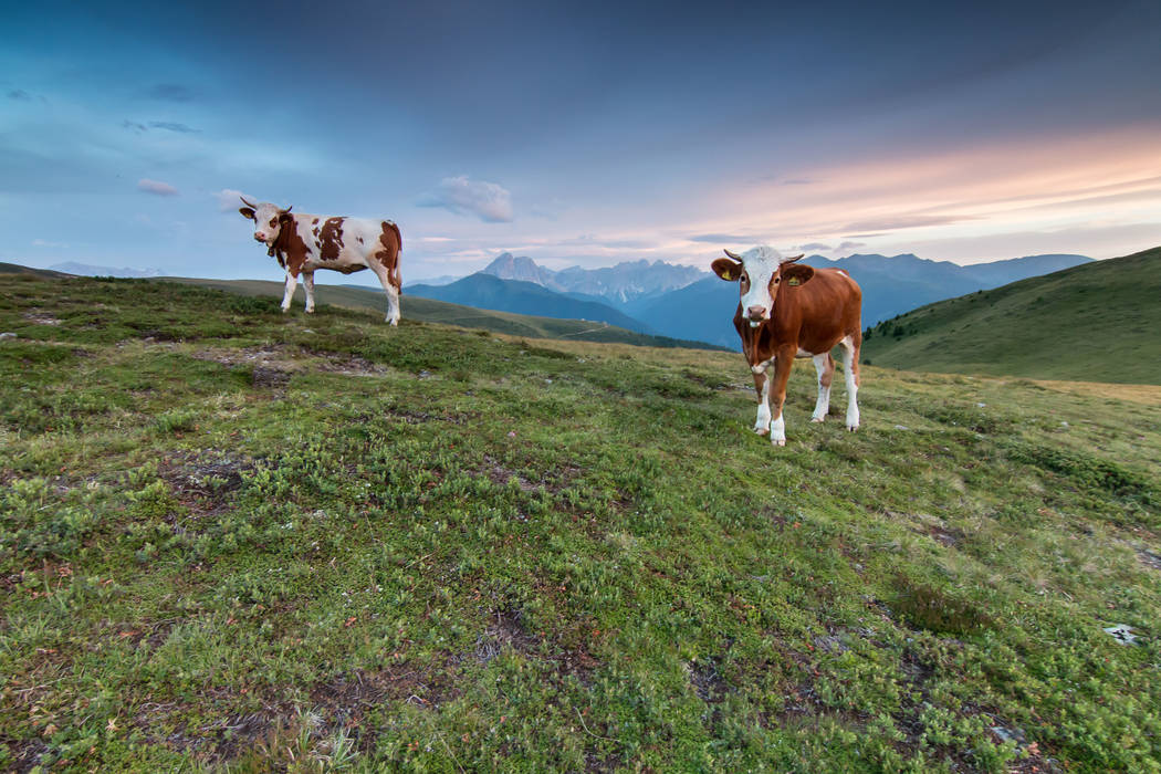 Terra tra le montagne, Martin Peintner Photography Martin Peintner Photography