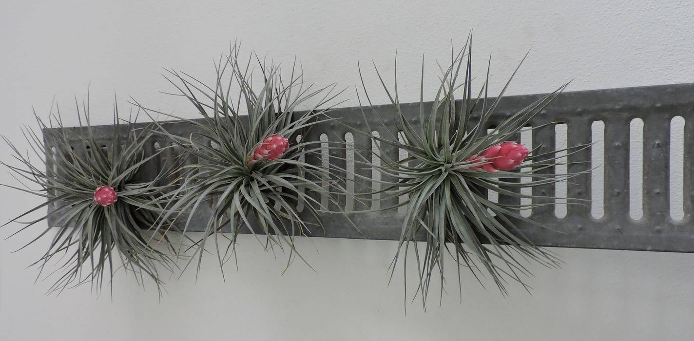 Dïst Airplant Zink Dïst Dutch Design Industriële serres Bloem,Plant,Takje,terrestrische plant,Landschap,Lucht,Gras,Autoband,Bloeiende plant,Winter