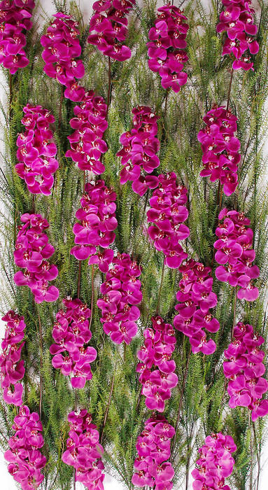 Vibrant Orchids Wall Materflora Lda. Casas modernas Accesorios y decoración