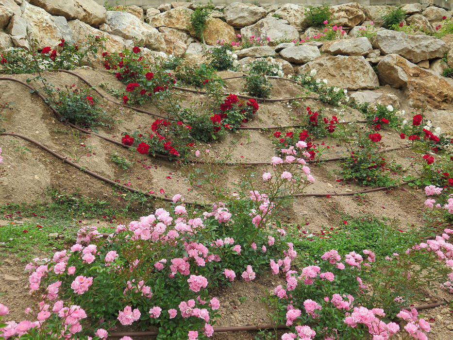 Rosaleda LANDSHAFT Jardines de estilo mediterráneo