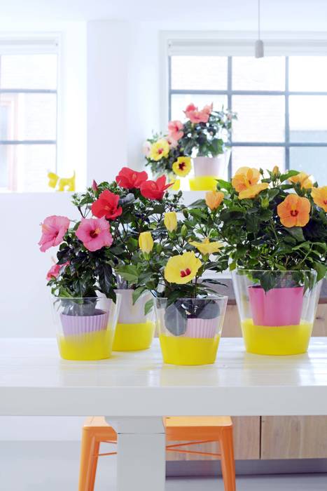 Der Hibiskus – Zimmerpflanze des Monats Mai, Pflanzenfreude.de Pflanzenfreude.de Tropical style living room Accessories & decoration