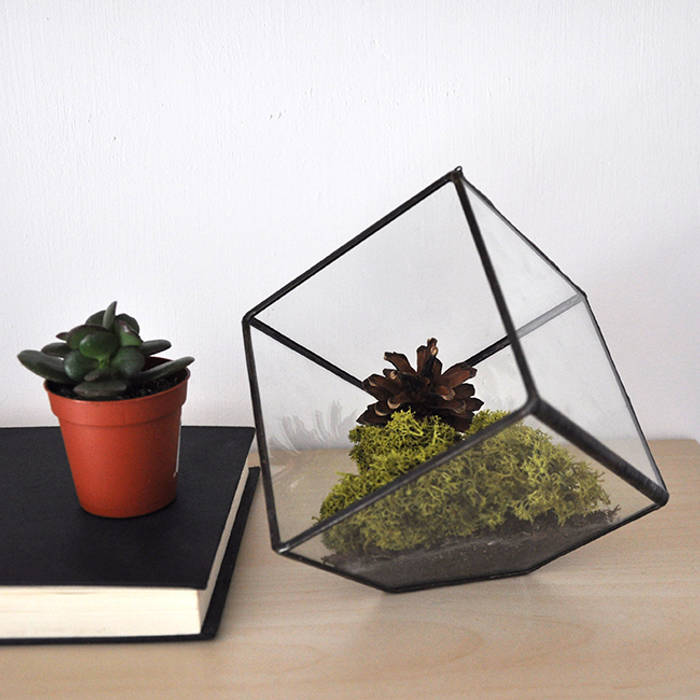 Terrario Cubo, ZetaGlass ZetaGlass Industrial style garden Glass Plants & accessories