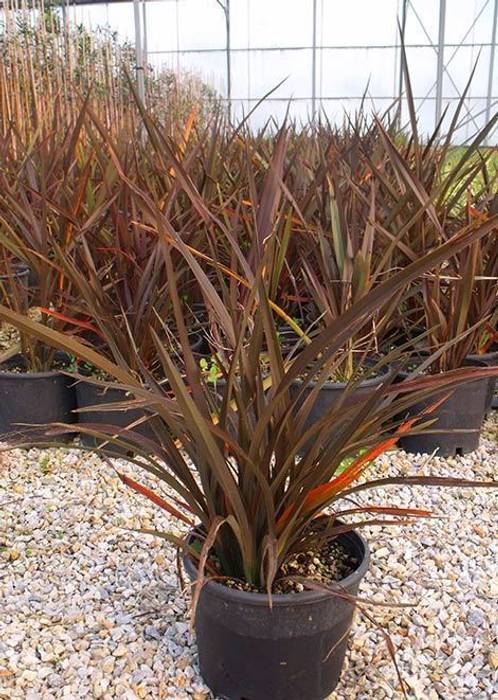 Phormium CanlıBahçe Fidancılık Klasik Bahçe