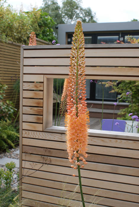 Modern English Garden - Eremurus Rosemary Coldstream Garden Design Limited Modern style gardens