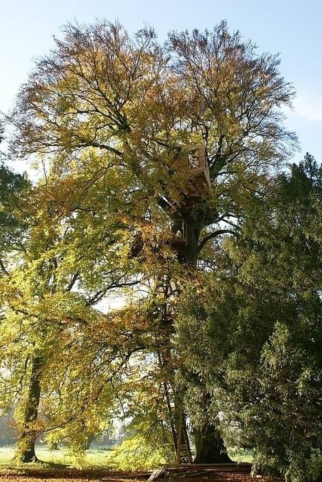 Baumhaus im Schlosspark, Luftschlösser Luftschlösser Jardines rurales