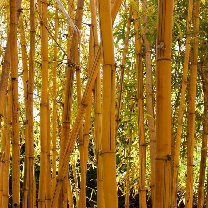 Bamboo, Best4hedging Best4hedging アジア風 庭